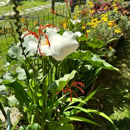 Appartamento Bilocale Olivi Con Giardino E Posto Auto Privato Sanremo